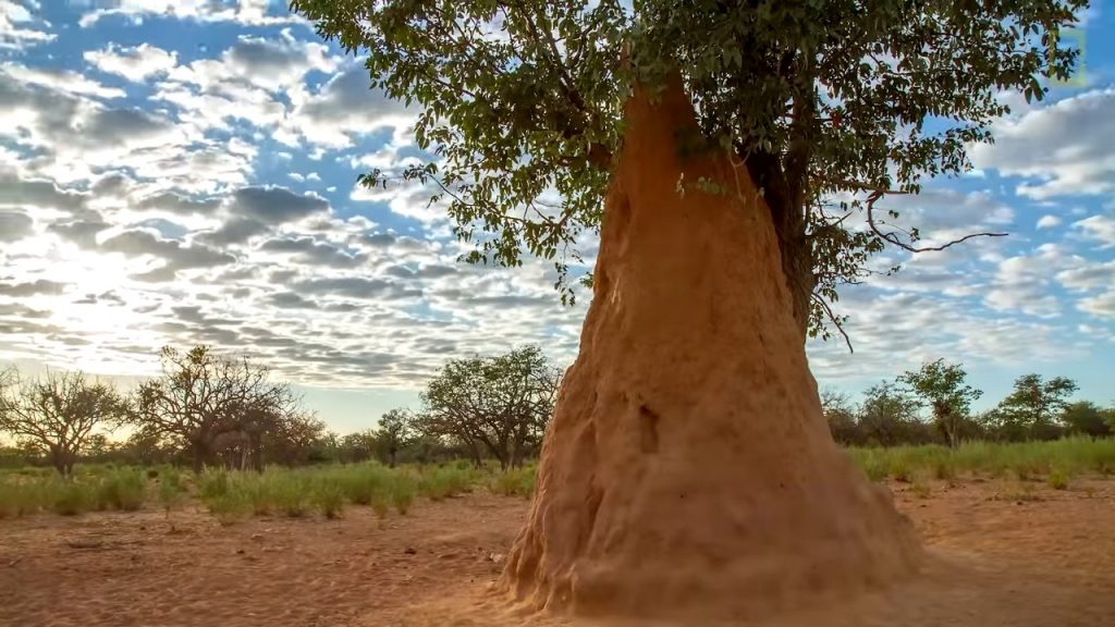 Termite mound